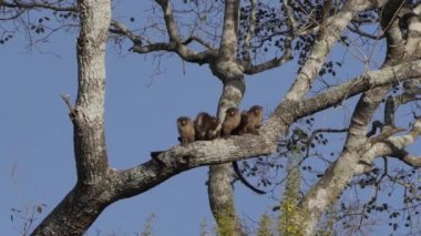 Siyah kuyruklu Marmoset ailesi Mico melanurus, Transpanira boyunca bir ağacın dalında Brezilya 'daki Pantanal kuyularının bataklıklarında Porto Jofre' ye doğru oturuyor..