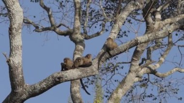 Siyah kuyruklu Marmoset ailesi Mico melanurus, Transpanira boyunca bir ağacın dalında Brezilya 'daki Pantanal kuyularının bataklıklarında Porto Jofre' ye doğru oturuyor..