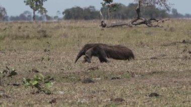 Güney Pantanal 'daki bir çiftliğin çayırında yürüyen dev bir karıncayiyen. Myrmecophaga tridactyla, Orta ve Güney Amerika 'da yaşayan böceksi bir memelidir..