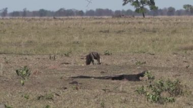 Güney Pantanal 'daki bir çiftliğin çayırında yürüyen dev bir karıncayiyen. Myrmecophaga tridactyla, Orta ve Güney Amerika 'da yaşayan böceksi bir memelidir..