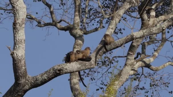 ブラックテールマルモセットの家族 ミコメラノルス ブラジルのパンタナールの歓迎の沼地でポルト ジュフォールに向かってトランスパンタニラに沿って木の枝の上に座って — ストック動画