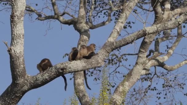 ブラックテールマルモセットの家族 ミコメラノルス ブラジルのパンタナールの歓迎の沼地でポルト ジュフォールに向かってトランスパンタニラに沿って木の枝の上に座って — ストック動画