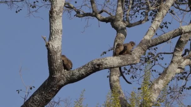 Сім Black Taed Marmoset Mico Melanurus Сидить Гілці Дереві Вздовж — стокове відео