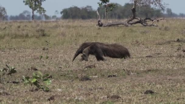 Gigantyczny Mrówkojad Spacerujący Łące Farmy Południowym Pantanalu Myrmecophaga Tridactyla Również — Wideo stockowe