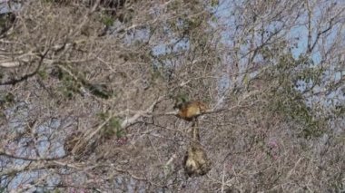 Uluyan maymunlar, Alouatta, Brezilya 'daki Pantanal' ın bataklık bölgesindeki ağaçların tepesinde tırmanıyorlar..