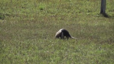 Güney Tamandua (Portekizce: 