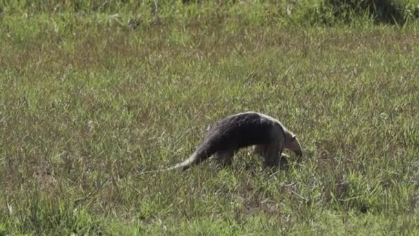 Der Südliche Tamandua Tamandua Tetradactyla Auch Kragen Ameisenbär Oder Kleiner — Stockvideo