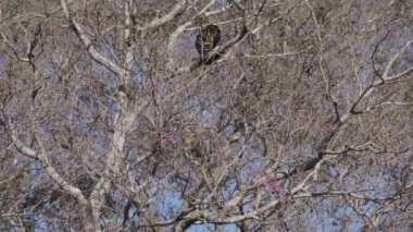 Uluyan maymunlar, Alouatta, Brezilya 'daki Pantanal' ın bataklık bölgesindeki ağaçların tepesinde tırmanıyorlar..