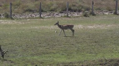 Bataklık geyiği, Blastocerus dichotomus, ayrıca bataklık geyiği, Güney Amerika 'nın en büyük geyik türü, çoğunlukla pantanal, Brezilya, Güney Amerika' nın bataklık bölgesinde bulunur.