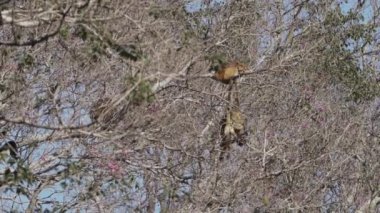 Uluyan maymunlar, Alouatta, Brezilya 'daki Pantanal' ın bataklık bölgesindeki ağaçların tepesinde tırmanıyorlar..