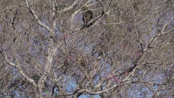 Uluyan Maymunlar Alouatta Brezilya Daki Pantanal Bataklık Bölgesindeki Ağaçların Tepesinde — Stok video