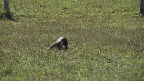 Güney Tamandua Portekizce Tamandua Tetradactyla Brezilya Nın Güneyindeki Pantanal Bölgesinde — Stok video