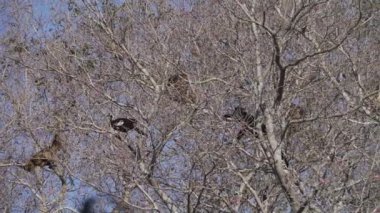 Uluyan maymunlar, Alouatta, Brezilya 'daki Pantanal' ın bataklık bölgesindeki ağaçların tepesinde tırmanıyorlar..