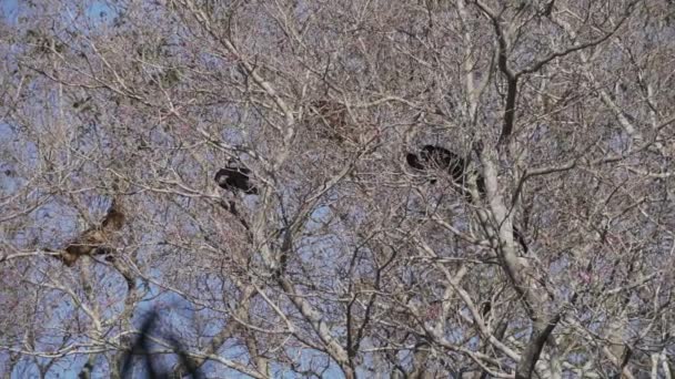 Macacos Howler Alouatta Subindo Pelo Canapy Árvores Tópicas Área Pantanosa — Vídeo de Stock