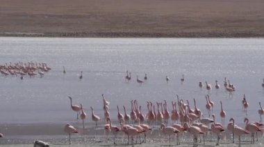 Pembe Flamingo sürüsü, Bolivya dağlarının And Dağları 'ndaki Altiplano' nun yüksek irtifasında renkli bir gölde toplanıyor..