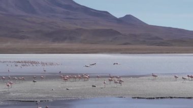 Pembe Flamingo sürüsü, Bolivya dağlarının And Dağları 'ndaki Altiplano' nun yüksek irtifasında renkli bir gölde toplanıyor..