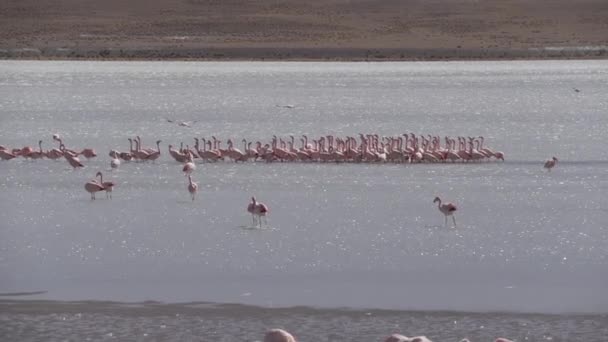 Rebaño Flamencos Rosados Reunidos Una Colorida Laguna Gran Altitud Del — Vídeos de Stock