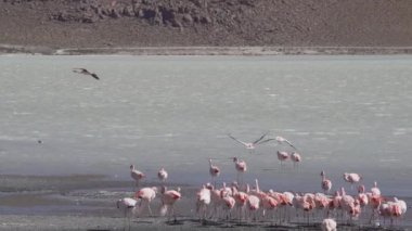 Pembe Flamingo sürüsü, Bolivya dağlarının And Dağları 'ndaki Altiplano' nun yüksek irtifasında renkli bir gölde toplanıyor..
