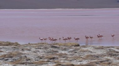 Laguna Colorada 'nın renkli tuzlu suyunda toplanan bir grup pembe flamingo, Bolivya And Dağları' ndaki Altiplano 'nun yüksek irtifasındaki Uyuni Salf Düzlüğü gezisinde popüler bir durak..