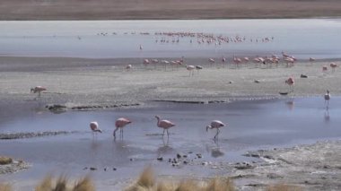 Pembe Flamingo sürüsü, Bolivya dağlarının And Dağları 'ndaki Altiplano' nun yüksek irtifasında renkli bir gölde toplanıyor..