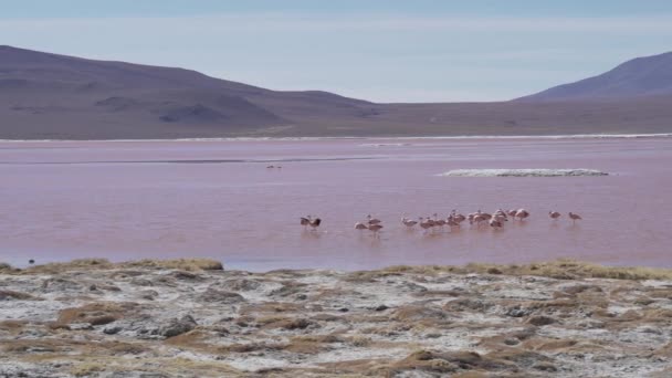ラグーナカラーダのカラフルな塩水に集まるピンクの炎症のグループ ボリビアのアンデスにあるアルティプラーノの高高度でウユニ サルフ フラットへの旅行で人気の停止 — ストック動画