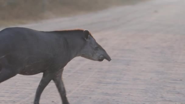 Timido Sfuggente Tapiro Sudamericano Tapirus Terrestris Camminando Sulla Strada Sterrata — Video Stock