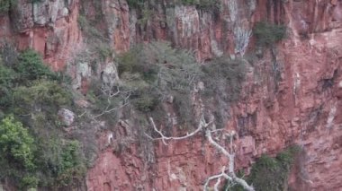 Kırmızı ve yeşil papağan, Ara kloropterus, ayrıca yeşil kanatlı papağan, Brezilya 'da Buraco das Araras' ta tropikal bir ağaçta oturuyor..