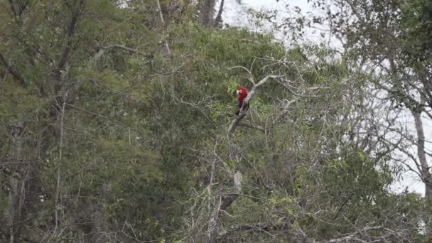 빨간색과 마카오 Ara Chloropterus 마카오 브라질의 Buraco Das Araras의 나무에 — 비디오