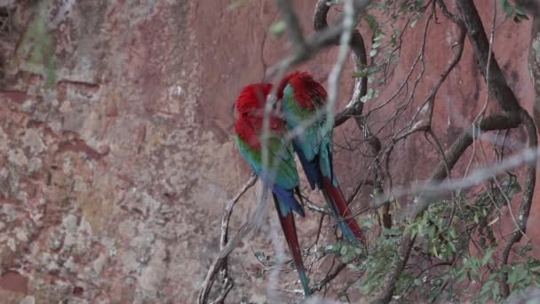 Κόκκινο Και Πράσινο Μακάο Ara Chloropterus Επίσης Πράσινο Φτερωτό Μακάο — Αρχείο Βίντεο