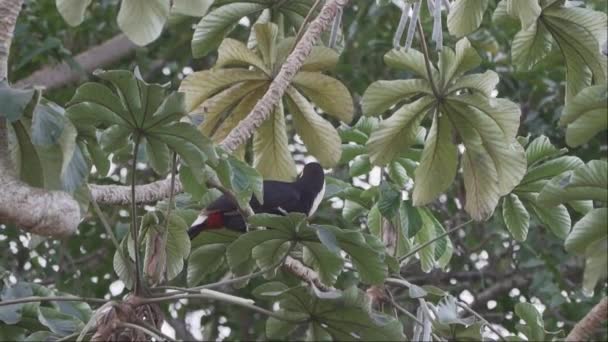 Toco Toucan Ramphastos Toco Hopping Topical Tree Swamp Area Pantanal — Stock Video