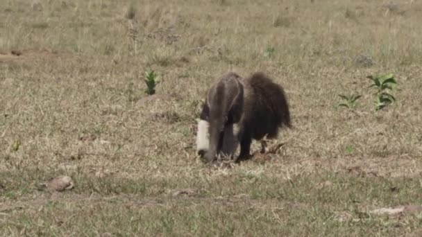 Riesen Ameisenbär Läuft Über Eine Wiese Einer Farm Südlichen Pantanal — Stockvideo