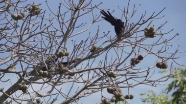 güzel mavi sümbül papağanı, Anodorhynchus sümbül, Pantanal 'ın ağaçlarından tırmanıyor, dünyanın en büyük bataklık bölgesi, transspanira yolu boyunca Brezilya' daki Porto Jofre 'ye doğru..