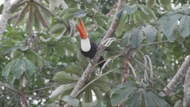 Toco Toucan Raπstos Toco 在潘塔纳伊拉河畔沼泽地区的一棵树上跳跃 向巴西的Jofre港飞去 — 图库视频影像