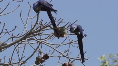 güzel mavi sümbül papağanı, Anodorhynchus sümbül, Pantanal 'ın ağaçlarından tırmanıyor, dünyanın en büyük bataklık bölgesi, transspanira yolu boyunca Brezilya' daki Porto Jofre 'ye doğru..