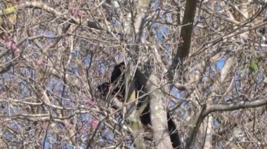 Uluyan maymunlar, Alouatta, Brezilya 'daki Pantanal' ın bataklık bölgesindeki ağaçların tepesinde tırmanıyorlar..