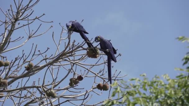 Prachtige Blauwe Hyacint Ara Anodorhynchus Hyacinthinus Klimmend Door Bomen Van — Stockvideo
