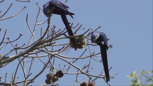 Hermoso Guacamayo Jacinto Azul Anodorhynchus Hyacinthinus Trepando Través Los Árboles — Vídeos de Stock