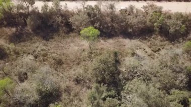 Dünyanın en büyük bataklık bölgesi olan Tropikal Bataklık Pantanal 'daki Transpantaneira' nın hava aracı görüntüsü ve yasadışı orman yangınlarıyla tehdit edilen Mato Grosso do Sul, Brezilya