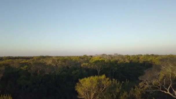 世界最大の湿地帯であるトロピカル湿地パンタナルのトランスパンタニラの空中ドローンビュー 違法な森林火災による森林破壊の脅威 ブラジル — ストック動画