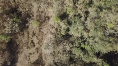 Dünyanın en büyük bataklık bölgesi olan Tropikal Bataklık Pantanal 'daki Transpantaneira' nın hava aracı görüntüsü ve yasadışı orman yangınlarıyla tehdit edilen Mato Grosso do Sul, Brezilya