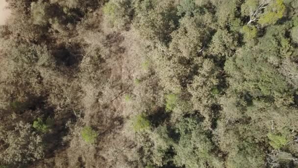 Αεροφωτογραφία Drone Της Transpantaneira Στον Τροπικό Υγρότοπο Pantanal Μεγαλύτερη Περιοχή — Αρχείο Βίντεο