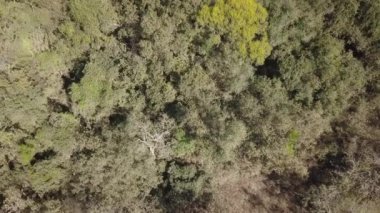 Dünyanın en büyük bataklık bölgesi olan Tropikal Bataklık Pantanal 'daki Transpantaneira' nın hava aracı görüntüsü ve yasadışı orman yangınlarıyla tehdit edilen Mato Grosso do Sul, Brezilya