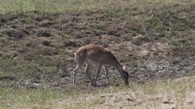 Bataklık geyiği, Blastocerus dichotomus, ayrıca bataklık geyiği, Güney Amerika 'nın en büyük geyik türü, çoğunlukla pantanal, Brezilya, Güney Amerika' nın bataklık bölgesinde bulunur.