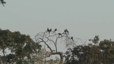 güzel mavi sümbül papağanı, Anodorhynchus sümbül, Pantanal 'ın ağaçlarından tırmanıyor, dünyanın en büyük bataklık bölgesi, transspanira yolu boyunca Brezilya' daki Porto Jofre 'ye doğru..