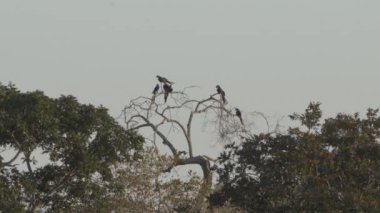 güzel mavi sümbül papağanı, Anodorhynchus sümbül, Pantanal 'ın ağaçlarından tırmanıyor, dünyanın en büyük bataklık bölgesi, transspanira yolu boyunca Brezilya' daki Porto Jofre 'ye doğru..