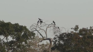 güzel mavi sümbül papağanı, Anodorhynchus sümbül, Pantanal 'ın ağaçlarından tırmanıyor, dünyanın en büyük bataklık bölgesi, transspanira yolu boyunca Brezilya' daki Porto Jofre 'ye doğru..