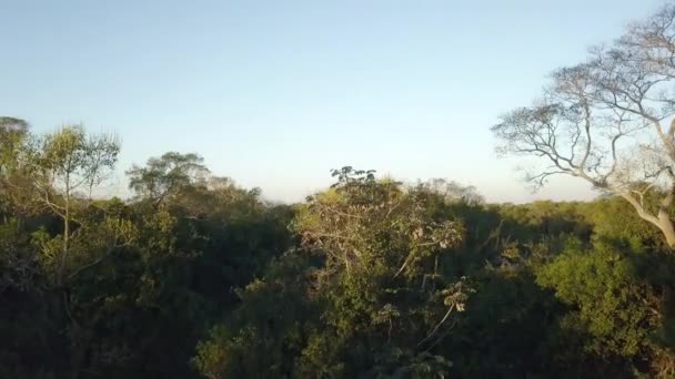 世界最大の湿地帯であるトロピカル湿地パンタナルのトランスパンタニラの空中ドローンビュー 違法な森林火災による森林破壊の脅威 ブラジル — ストック動画