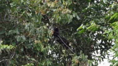 Lucifer Titi ya da Sarı Maymun, Callicebus Lucifer, Ekvador 'un Cuyabeno Vahşi Yaşam Rezervi bölgesindeki Amazon yağmur ormanlarında tropikal bir ağaca tırmanıyor..