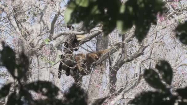 Monos Aulladores Alouatta Trepando Por Canapé Árboles Tópicos Zona Pantanosa — Vídeos de Stock