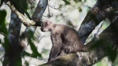 Ekvador 'un Cuyabeno bölgesindeki Amazon havzasında tropikal yağmur ormanlarının ağaçlarından tırmanan ve yiyecek arayan Ekvador beyaz kapuçin maymunu Cebus aequatorialis..